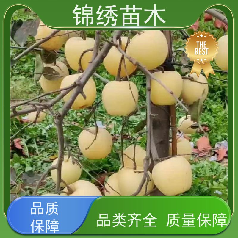无病毒嫁接苹果树苗 红富士 自根砧秦脆 乔化矮化苹果苗 品种优选栽植