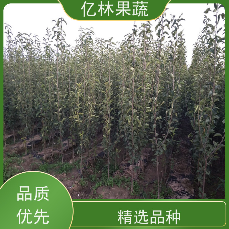亿林苗木 八盘梨树苗 基地培育 三公分现挖现发 品种齐全