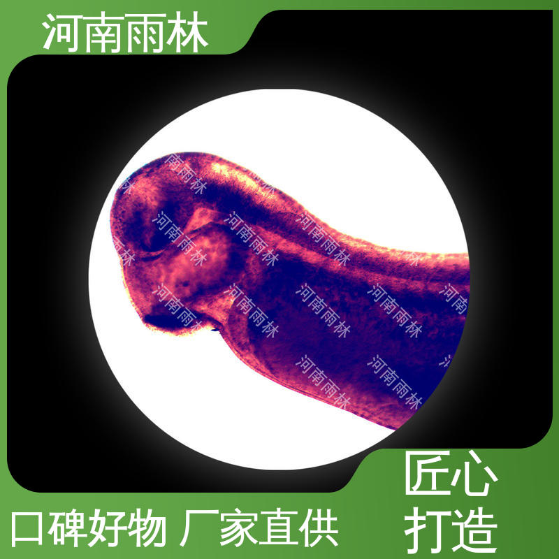 植物病害标本 性价比高 厂家销售 雨林教育工程高校专用