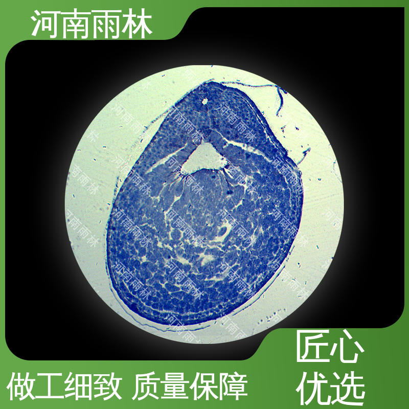 雨林教育工程 售后无忧 质量保障 支持定制 植物标本