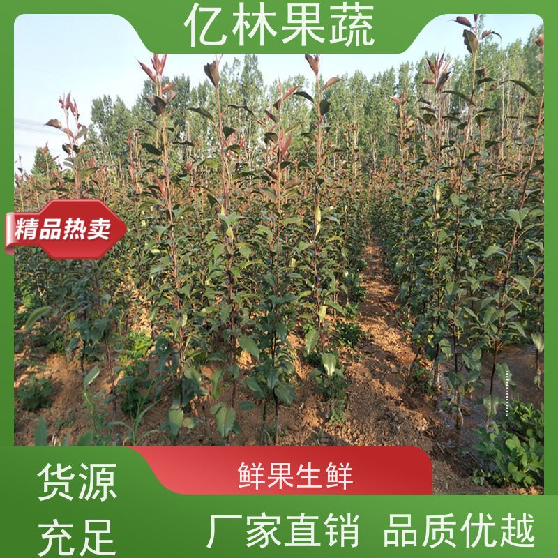 基地供应 山农酥梨树苗 根系饱满成活率高 特产果树梨幼苗