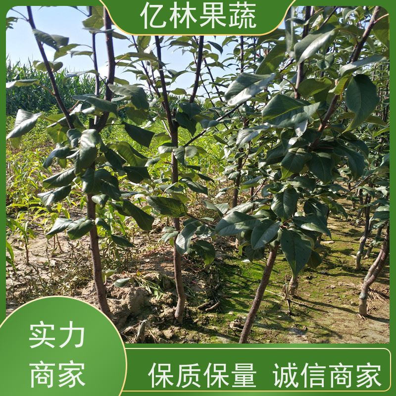亿林苗木 油桃苗 南北方种植 桃树果树苗 果实饱满味道好