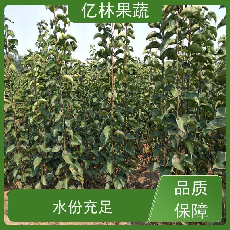 亿林苗木 油桃苗 嫁接技术指导 抗寒能力强 易栽培桃树苗