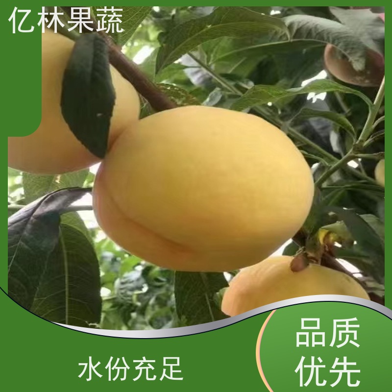 亿林苗木 红巴梨树苗 果实饱满味道好 盆栽地栽庭院红香酥梨苗