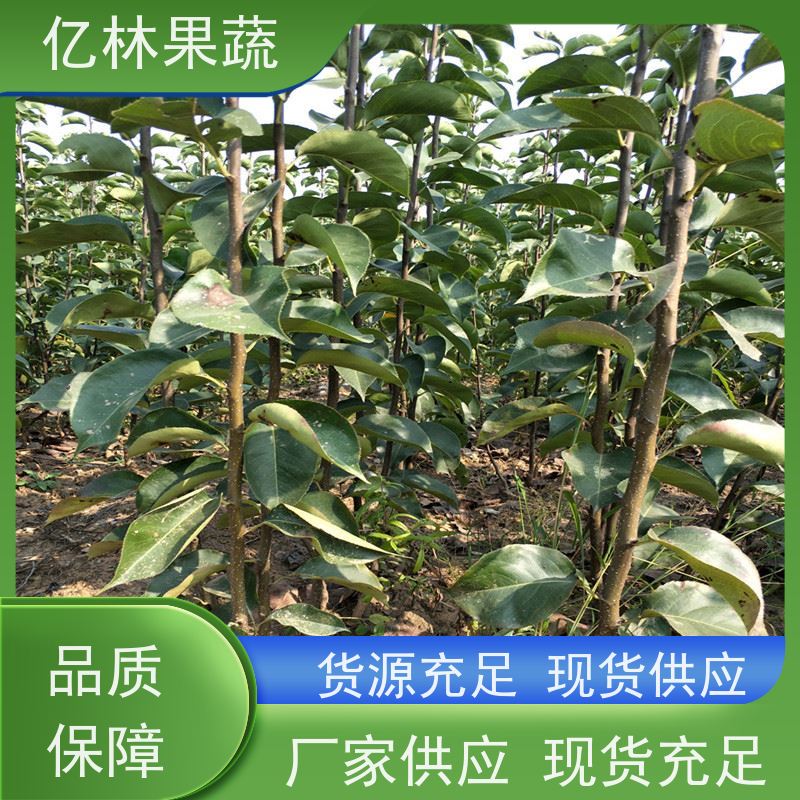亿林苗木 桃树苗 嫁接技术指导 抗寒能力强 成活率高