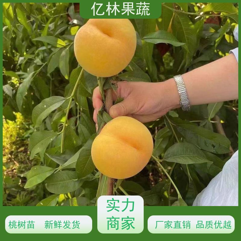 基地供应 冬桃苗 盆栽地栽庭院桃树苗苗 果实饱满味道好