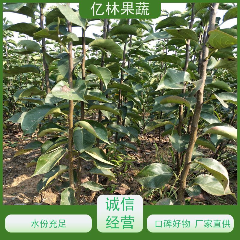 基地供应 冬桃苗 盆栽地栽庭院桃树苗苗 果实饱满味道好