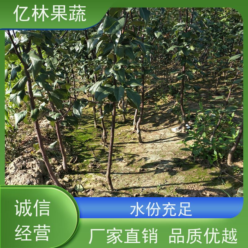 亿林苗木 中华玉梨树苗 果实饱满味道好 三公分现挖现发 品种齐全