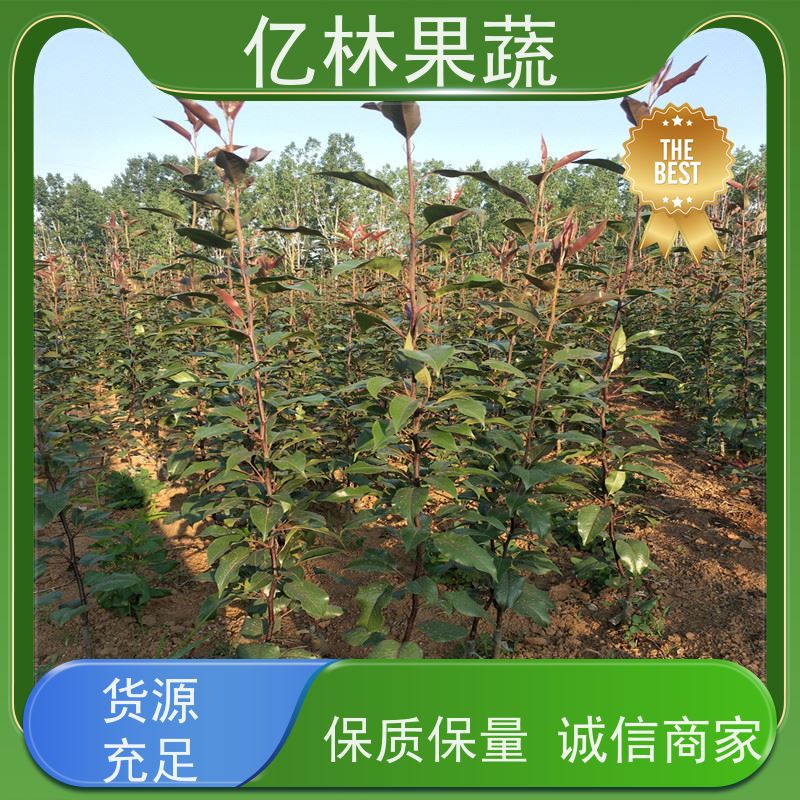 亿林苗木 根系饱满成活率高 特产果树梨幼苗 红星梨树苗