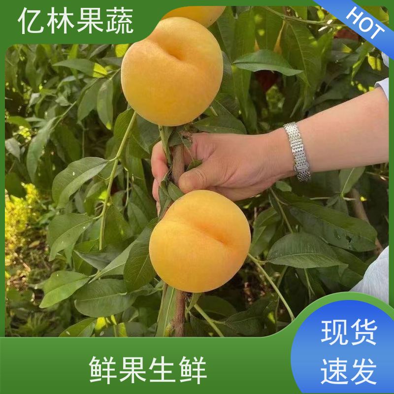 基地培育 黄桃苗 晚熟品种桃 口感脆甜 易栽培桃树苗