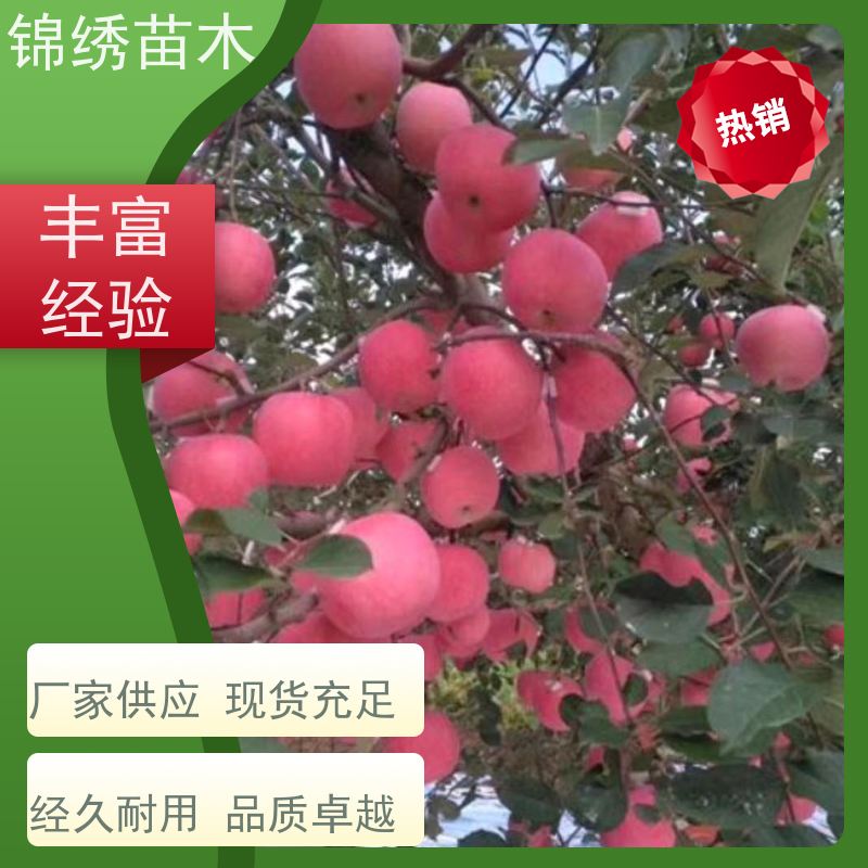 苹果树苗基地 秦脆 福布拉斯 瑞香红1-3公分新品种苹果苗 果子香脆甜