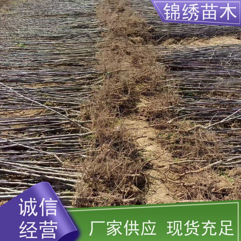 乔化矮化1-5公分苹果树苗 红富士 烟富8-10苹果苗 嫁接组培自根砧苗