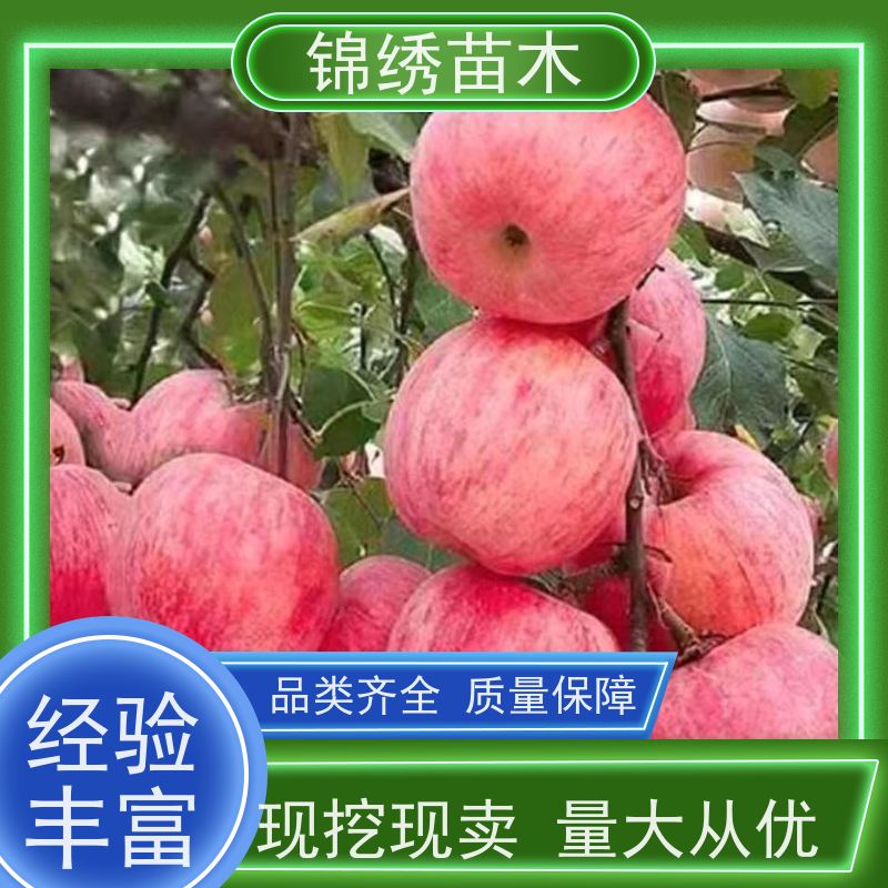 矮化苹果苗的特点 1-3公分早中晚熟 苹果树苗批发 隔年挂果 结果早产