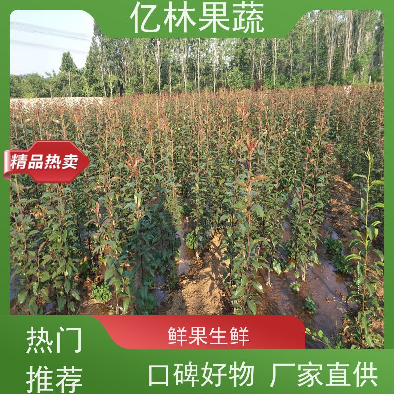 基地供应 红香脆梨树苗 果实饱满味道好 嫁接技术指导 抗寒能力强