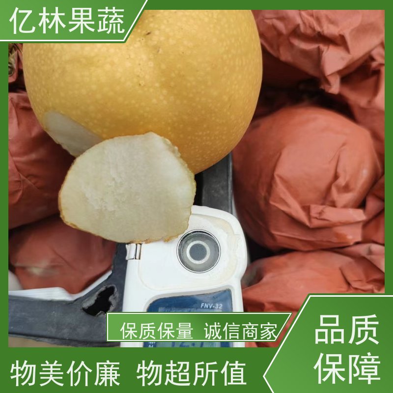 基地供应 晚熟桃树苗 特产果树桃幼苗 成活率高