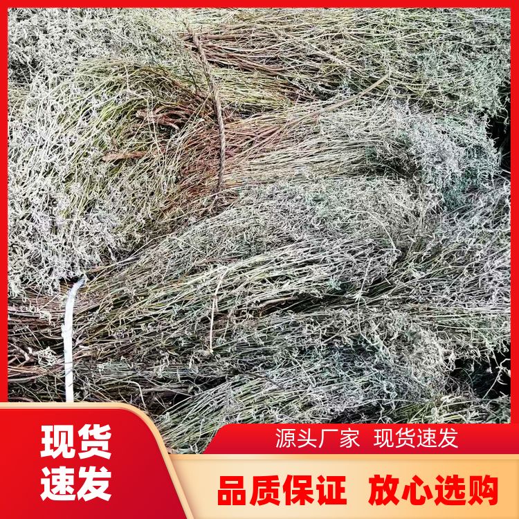 新货香草石香薷草快卤热卤现捞川菜口味纯正细香草香薷草 生产厂商 