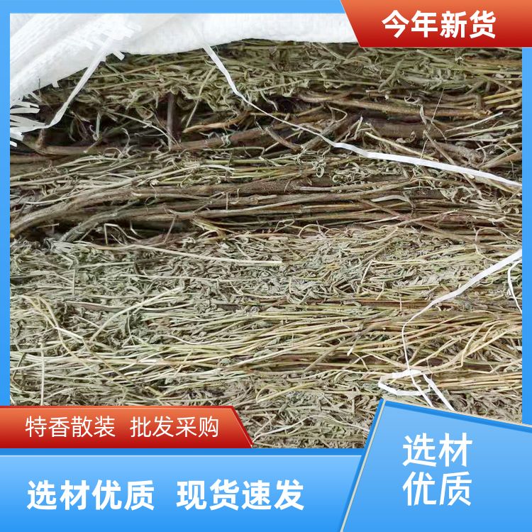 香草500g细梗香草有槟榔玉果一口钟商用批发细香草香薷草 厂家地址 