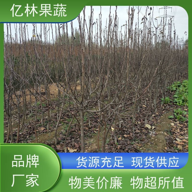 基地供应 果实饱满味道好 黄尊蜜梨 口感香甜 绿宝石梨树苗