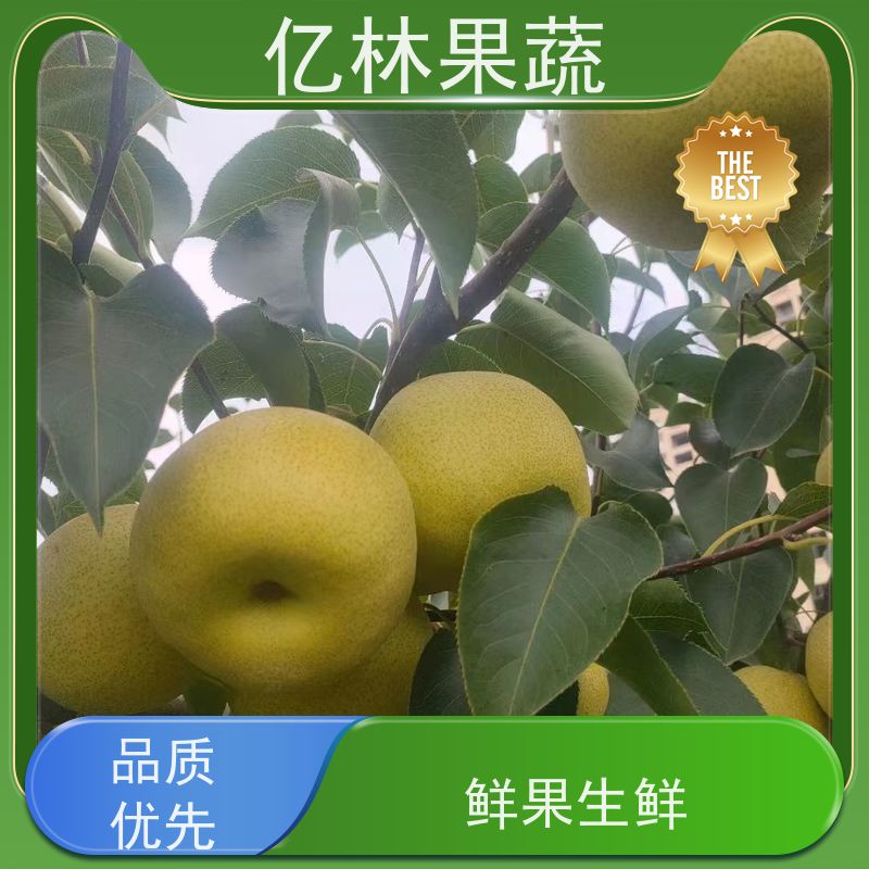 亿林苗木 黄桃苗 南北方种植 桃树果树苗 成活率高