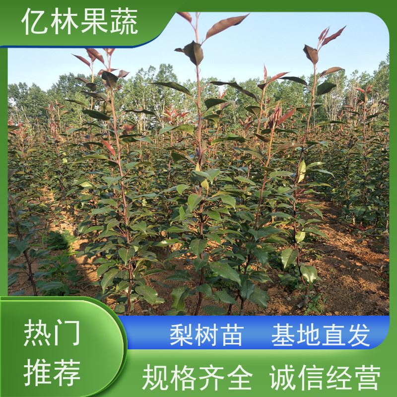 基地供应 晚熟桃树苗 新品种挑苗 香甜可口 果实饱满味道好