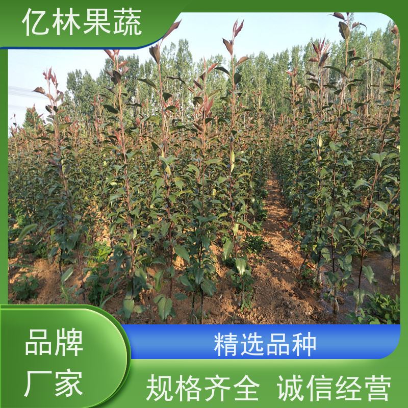基地供应 水晶梨树苗 果实饱满味道好 黄尊蜜梨 口感香甜