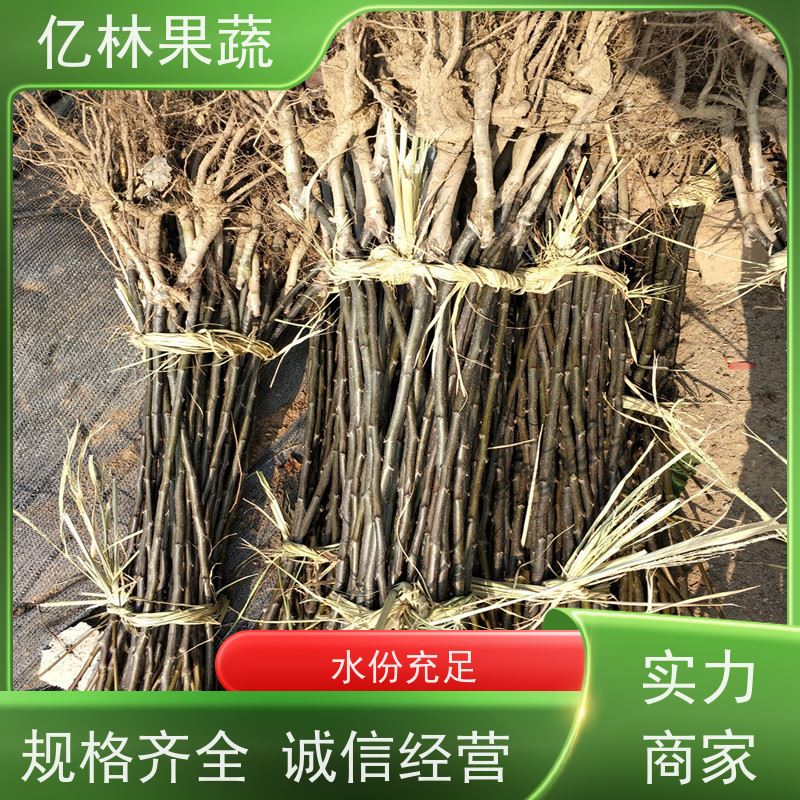 亿林苗木 园林嫁接桃苗 果树苗批发 当年结果 基地直发