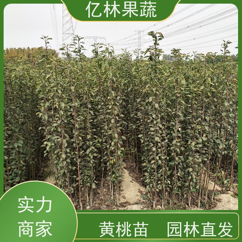 基地供应 油桃苗 南北方种植 桃树果树苗 成活率高