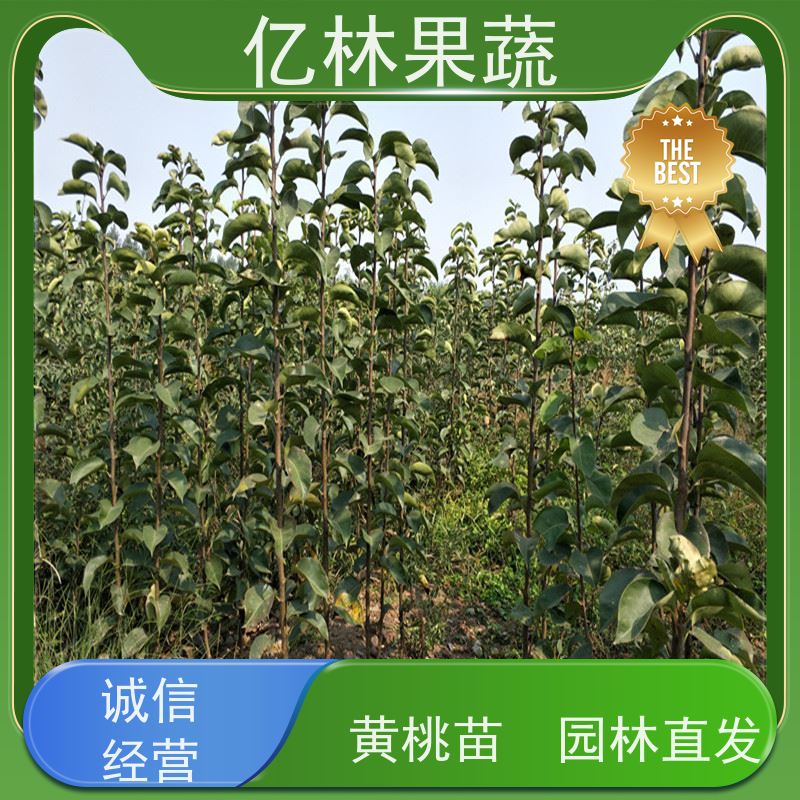亿林苗木 晚熟桃树苗 特产果树桃幼苗 果实饱满味道好