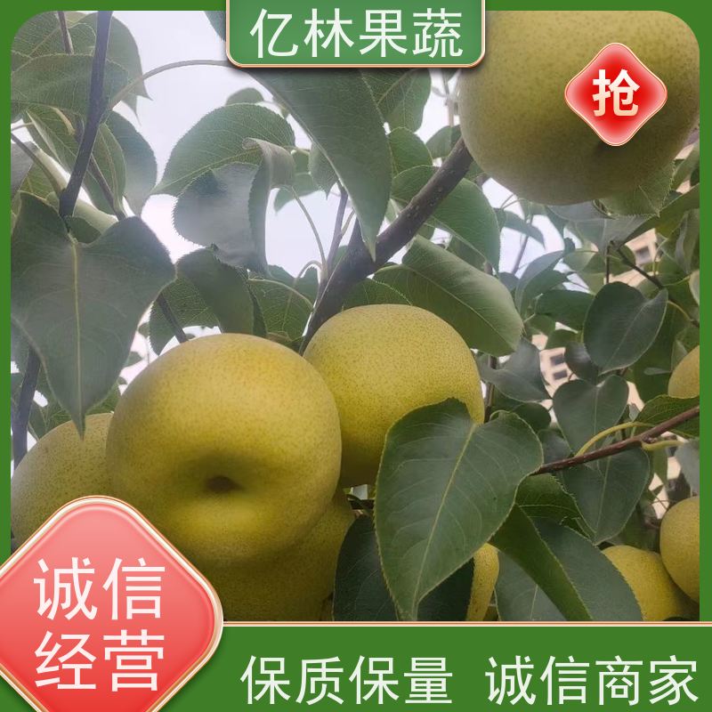 基地供应 八盘梨树苗 果实饱满味道好 南北方种植 香酥梨果树