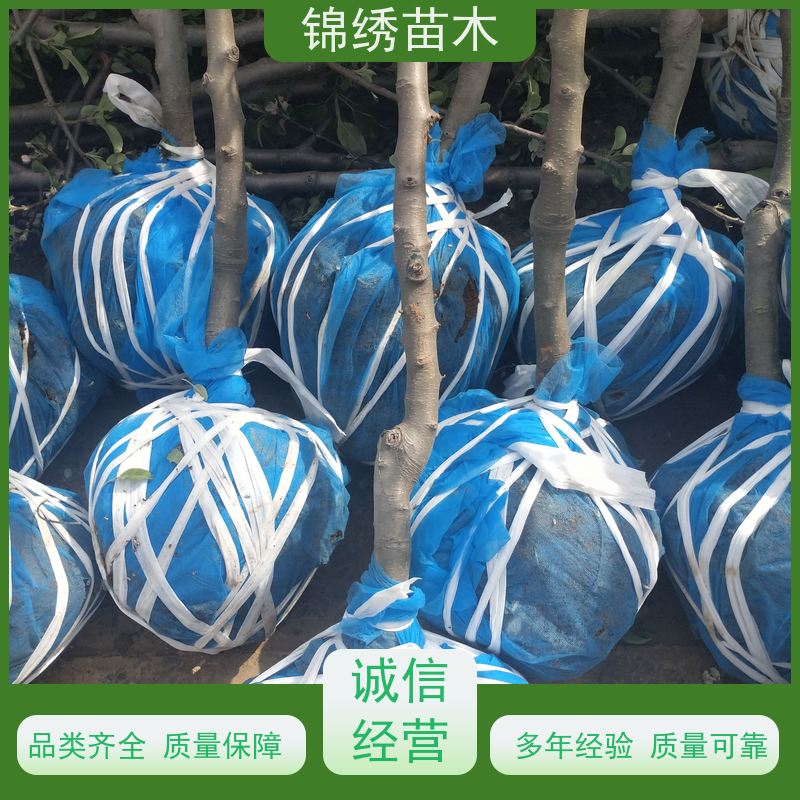 晚熟红富士苹果苗 嫁接烟富八号苹果树苗批发 成品苗提供技术资料