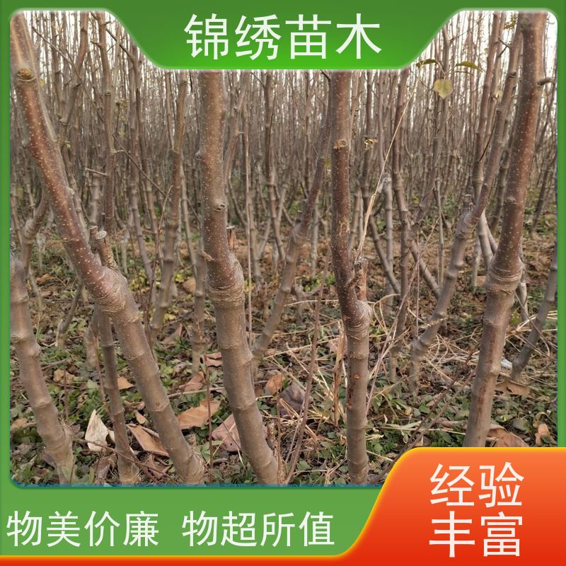 1-5公分苹果树苗 水红秦冠 植株健壮 红富士 烟富8-10 众城3号苹果苗