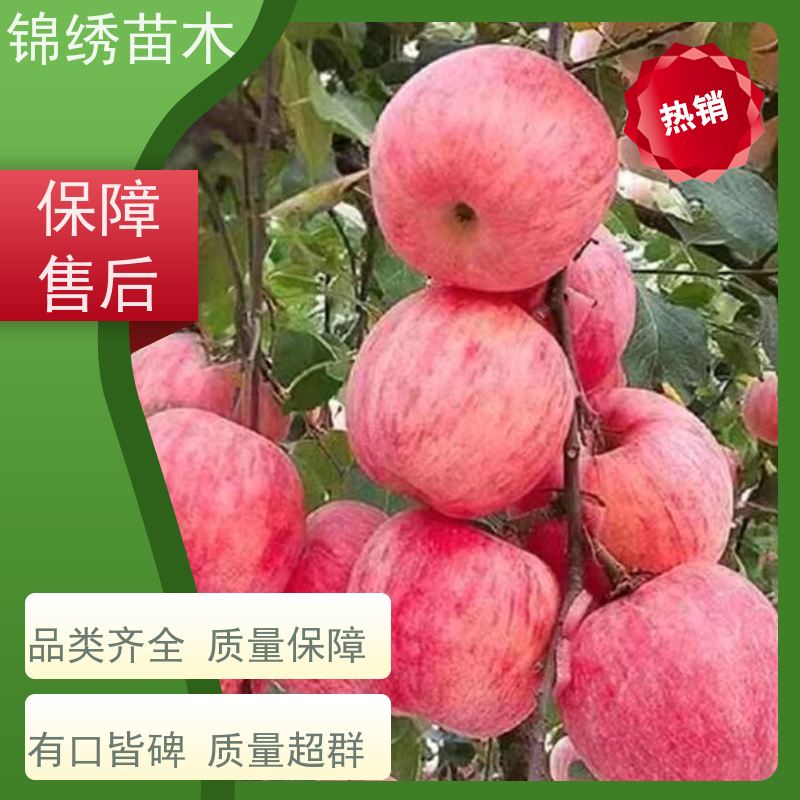 批发 众城3号苹果苗 瑞香红苹果树苗 组培自根砧苗 易成花商品果率高