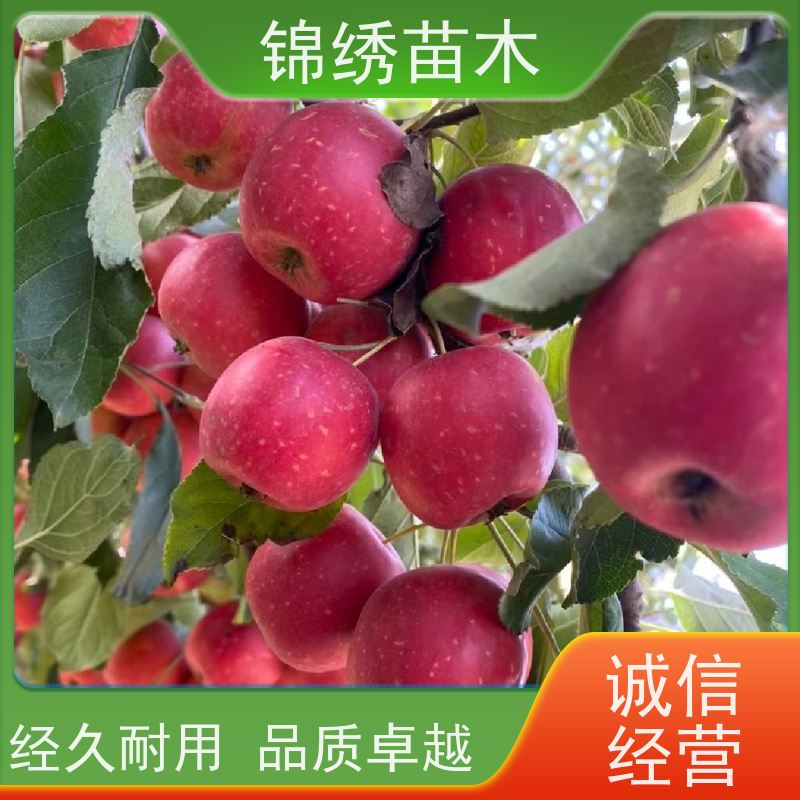 1-3公分瑞雪苹果苗 自根砧矮化 秦脆苹果树苗 烟富8号10号品种纯正