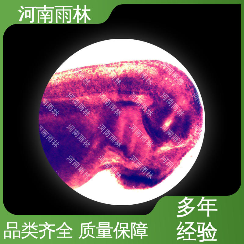 雨林教育工程 教学标本 性价比高 质量保障 厂家销售