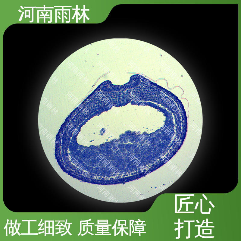 雨林教育 性价比高 教学切片 质量保障 支持定制