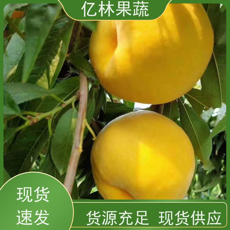 亿林苗木 园林嫁接桃苗 三公分现挖现发 品种齐全 易栽培桃树苗