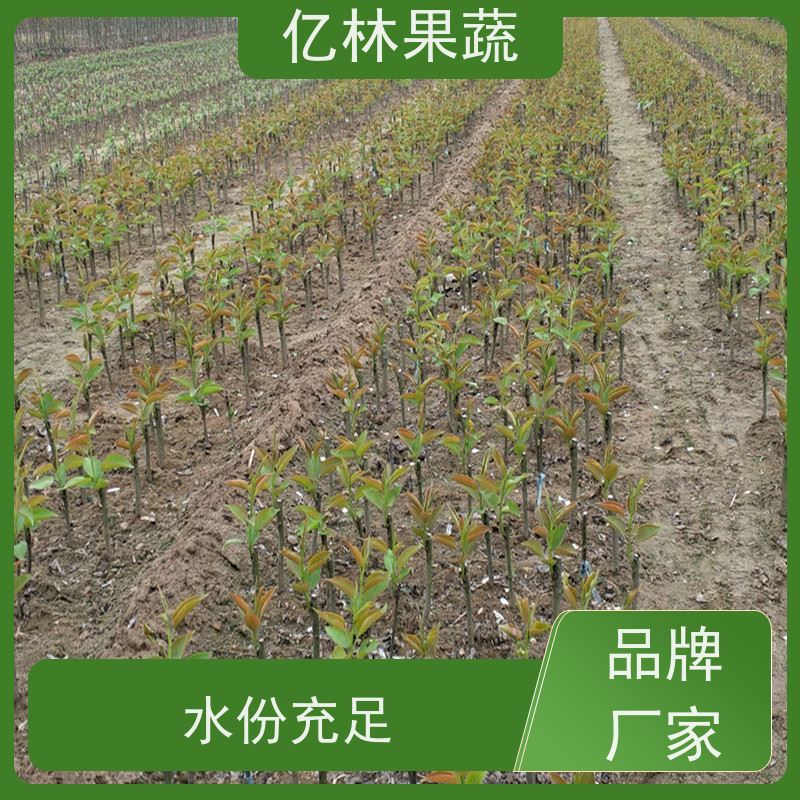 基地供应 七月酥梨树苗 果实饱满味道好 黄尊蜜梨 口感香甜