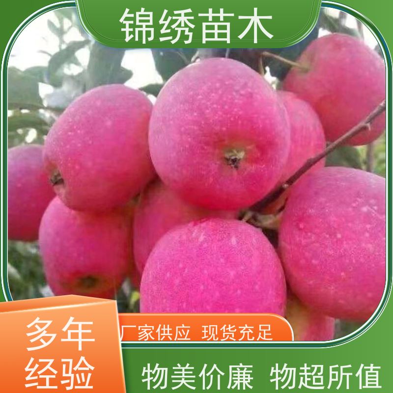 供应 苹果苗M26 M9T337 G935砧 1-5公分瑞雪苹果树苗 适应性强 品质脆甜