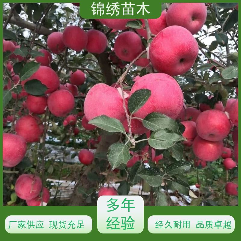 苹果树苗种植管理 1-3公分爱妃 瑞香 红苹果苗 晚熟瑞 雪 维纳斯黄金
