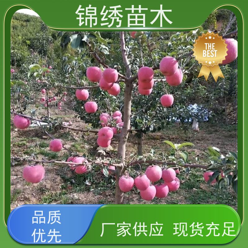 嫁接苹果树苗 红富士冰糖心 爱妃苹果苗 栽培矮化自根砧木苗 南北适宜