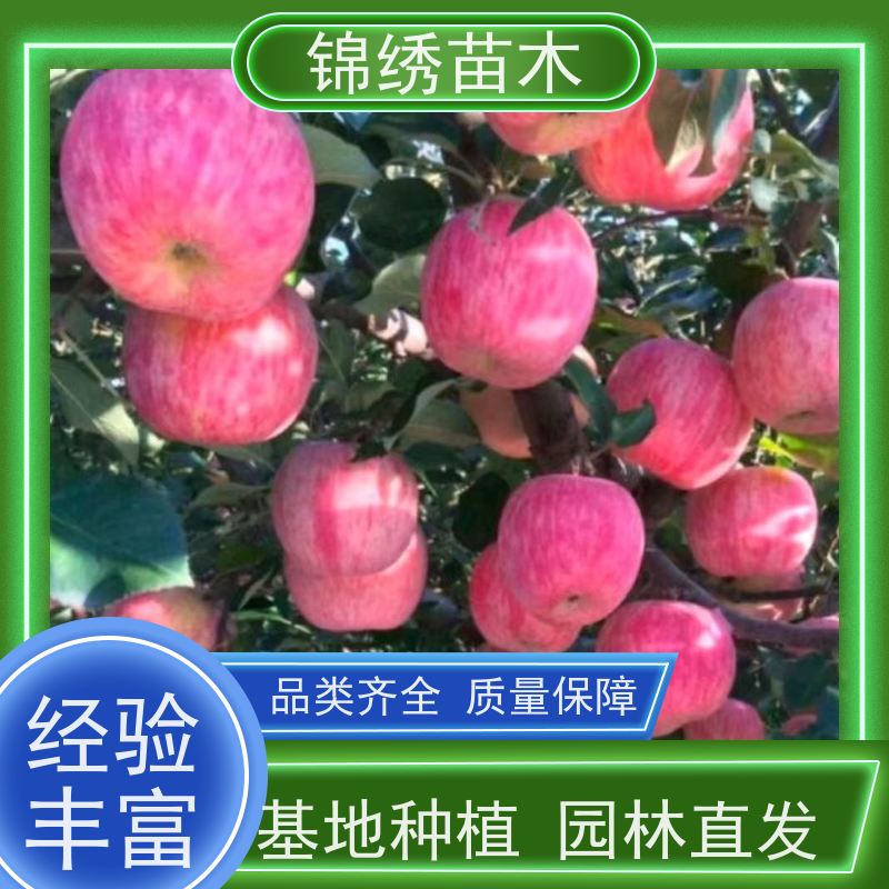 苹果树苗福布拉斯 嫁接新品种 爱妃苹果苗 栽植易丰产 商品果效益高