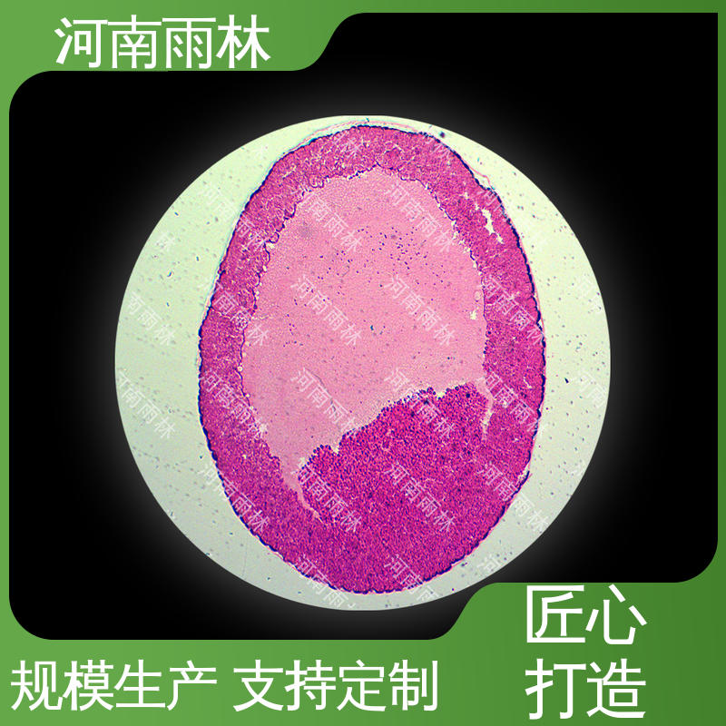 质量保障 售后无忧 病害标本 支持定做 雨林教育