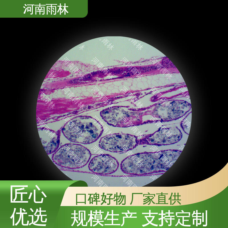 雨林教育 显微切片 售后无忧 质量保障 厂家销售