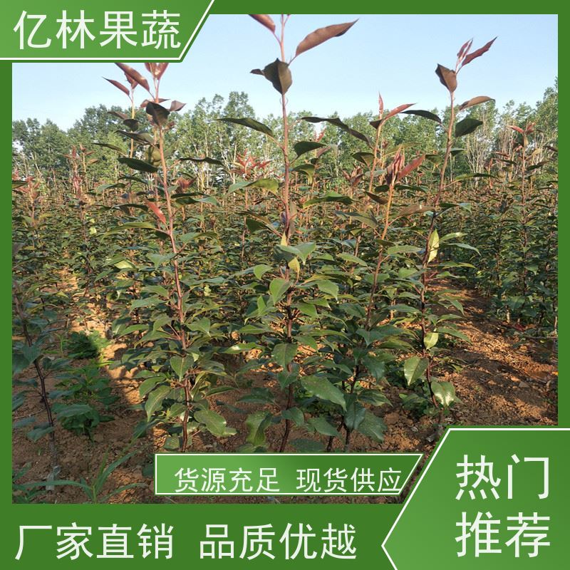 亿林苗木 成活率高 新农酥梨 现挖现发 中梨系列梨树苗