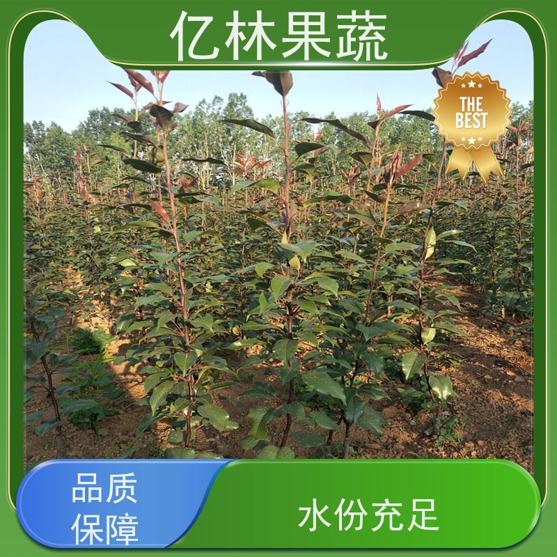 基地培育 园林嫁接桃苗 盆栽地栽庭院桃树苗苗 根系饱满成活率高