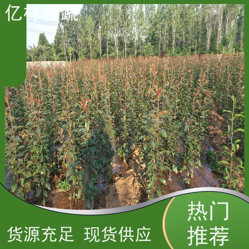 基地供应 园林嫁接桃苗 三公分现挖现发 品种齐全 易栽培桃树苗