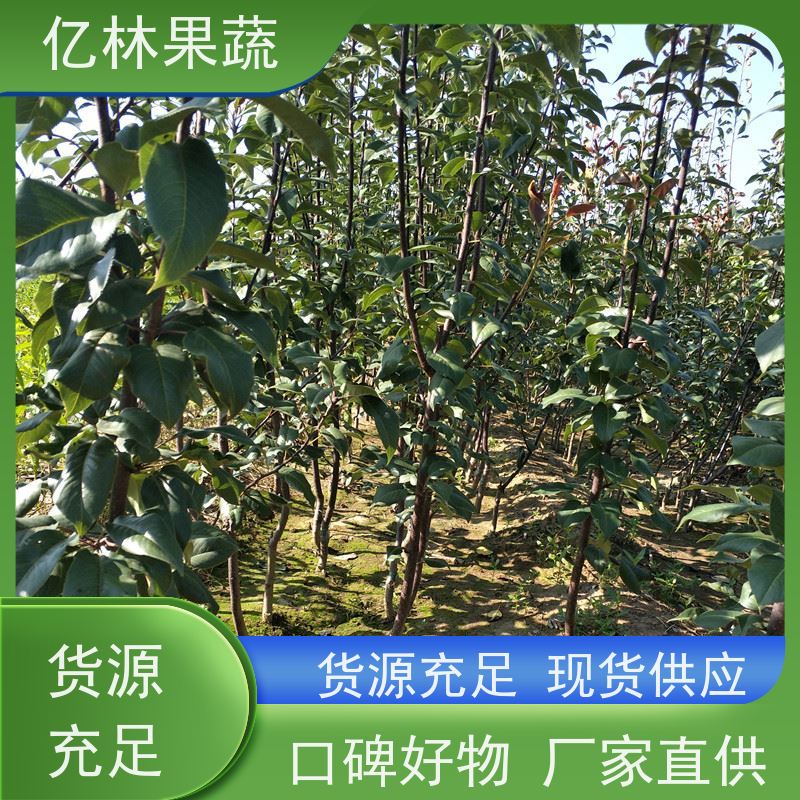 亿林苗木 红早酥梨树苗 基地培育 三公分现挖现发 品种齐全