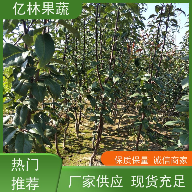亿林苗木 晚熟桃树苗 新品种挑苗 香甜可口 果实饱满味道好