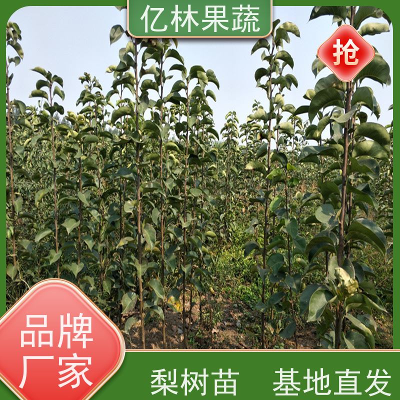 基地供应 中梨系列梨树苗 成活率高 嫁接技术指导 抗寒能力强