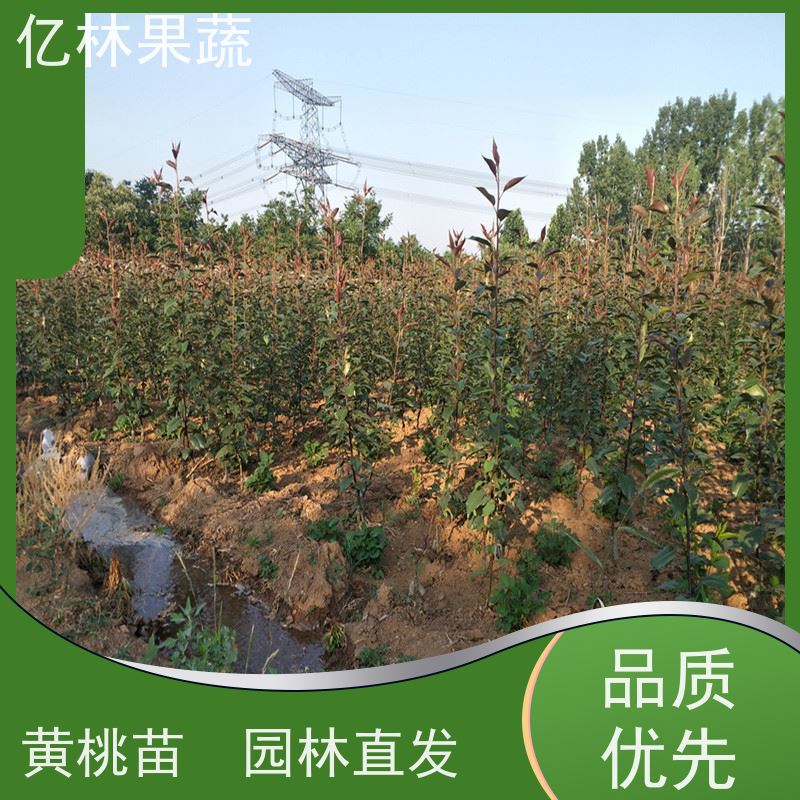 亿林苗木 桃树苗 现挖现发新鲜 粗两公分 成活率高